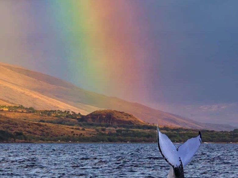 whale-watching-3 (1) a rainbow over a body of water